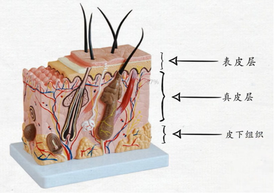 熬夜整理，射頻美容儀抗老真相，看這一篇就夠了
